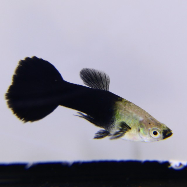 Poecilia ret.   Guppy black-silver